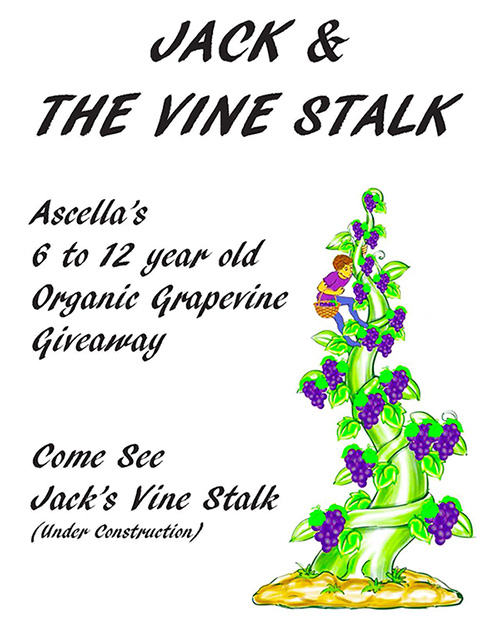 Jack & the Vine Stalk